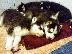 PoulaTo: Husky καθαροαιμα κουταβια ΘΕΣΣΑΛΟΝΙΚΗ 2311288660